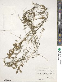 Potamogeton diversifolius image