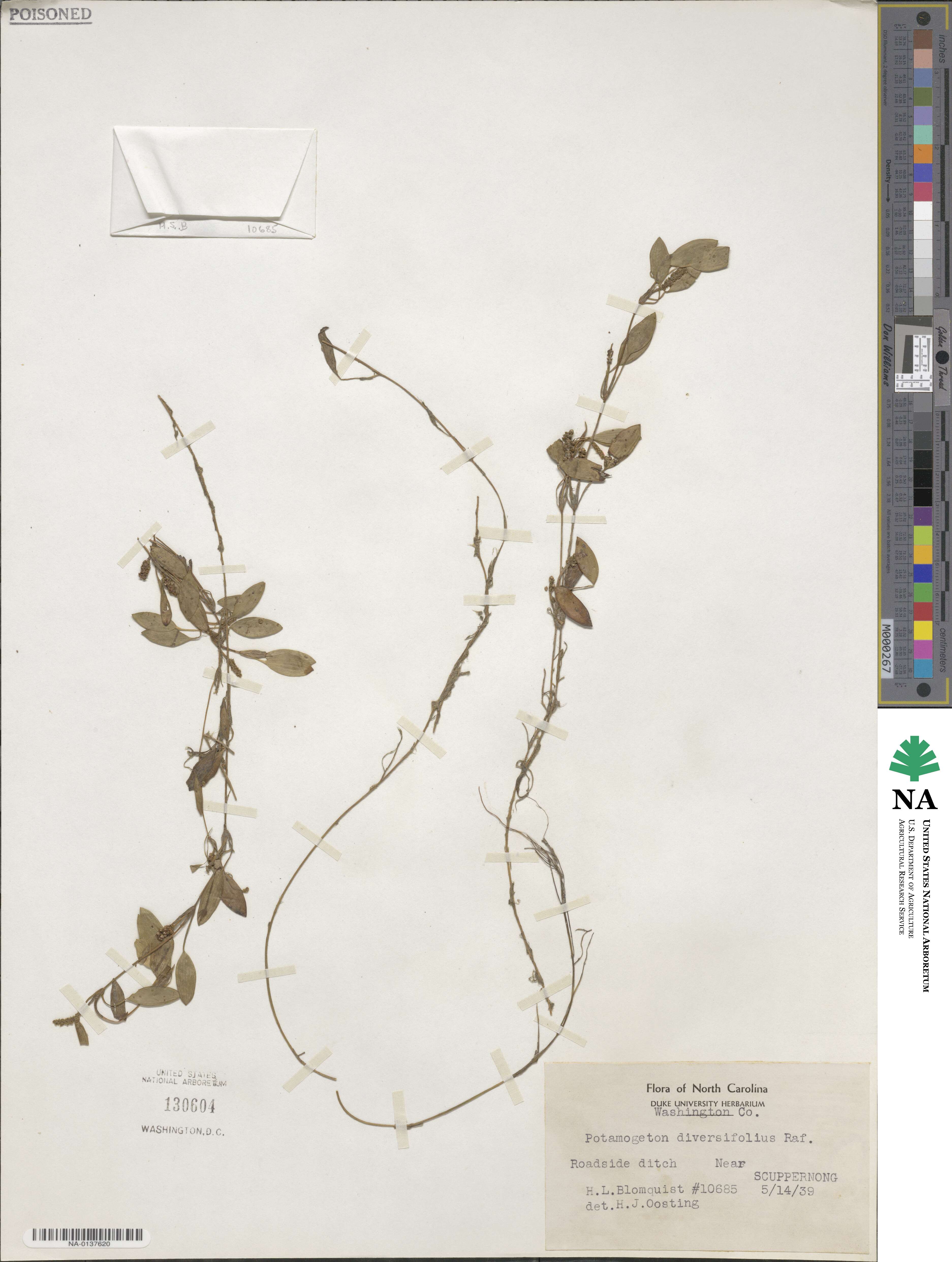 Potamogeton diversifolius image