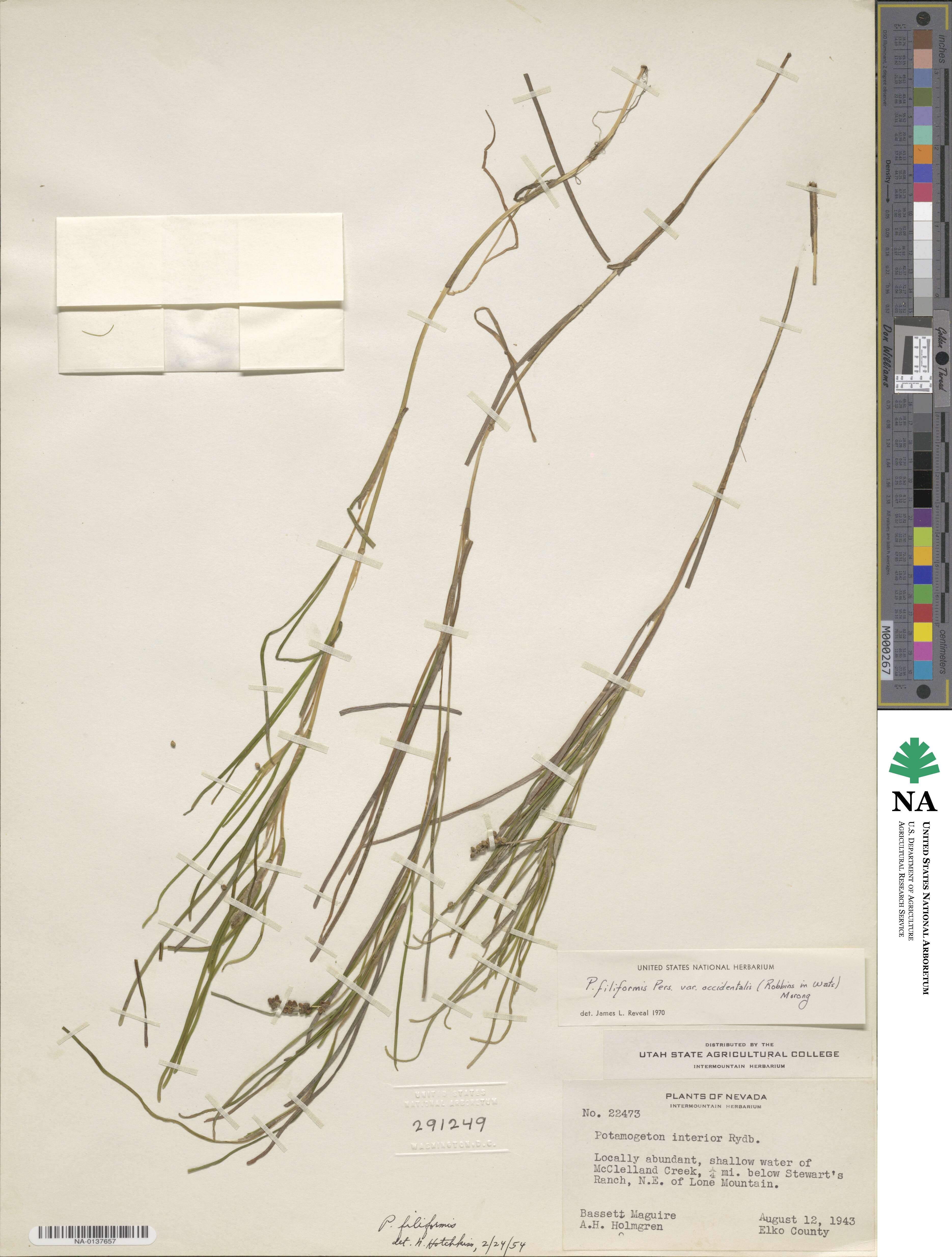 Stuckenia filiformis image