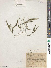 Potamogeton foliosus subsp. foliosus image