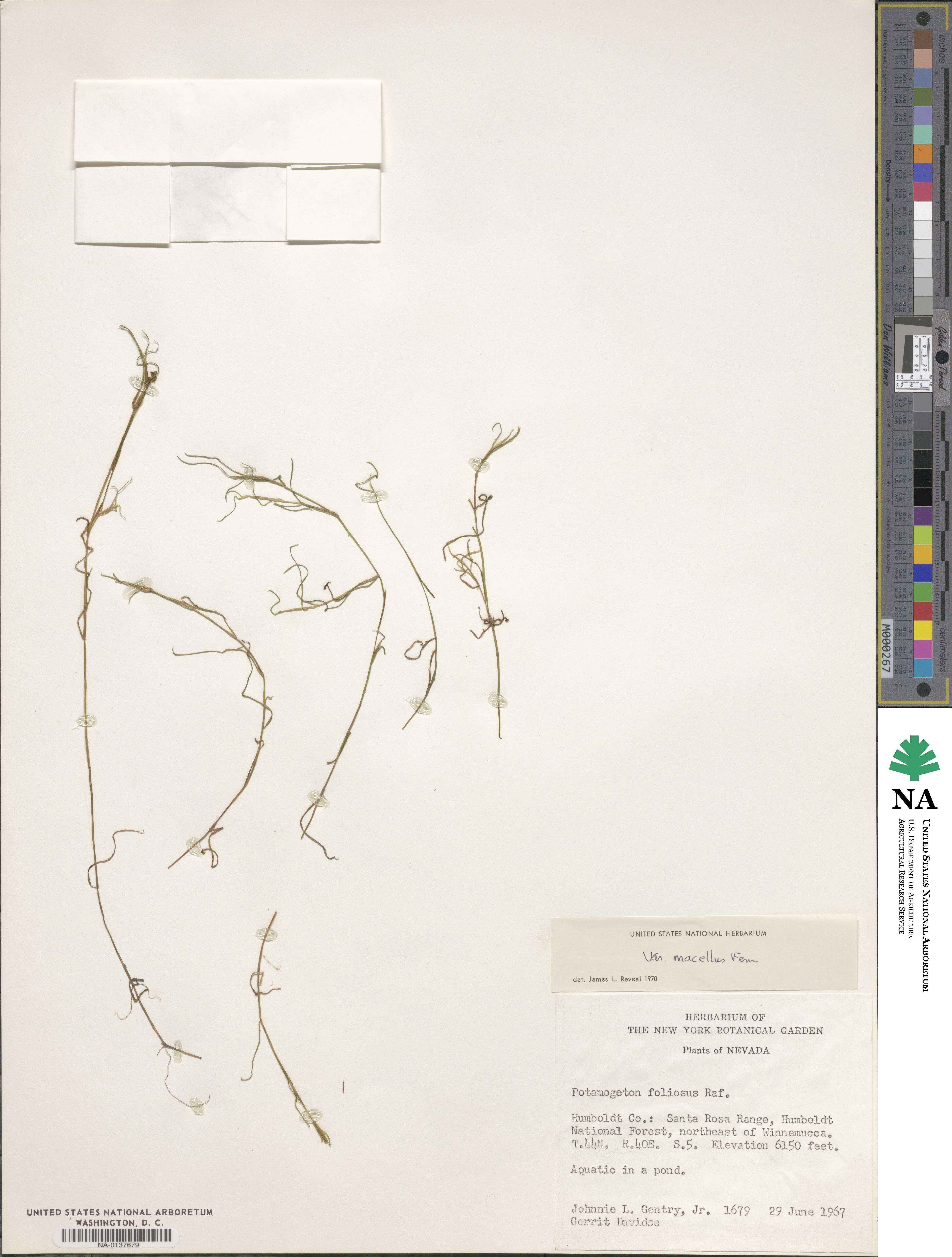 Potamogeton foliosus subsp. foliosus image