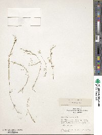 Potamogeton foliosus subsp. foliosus image