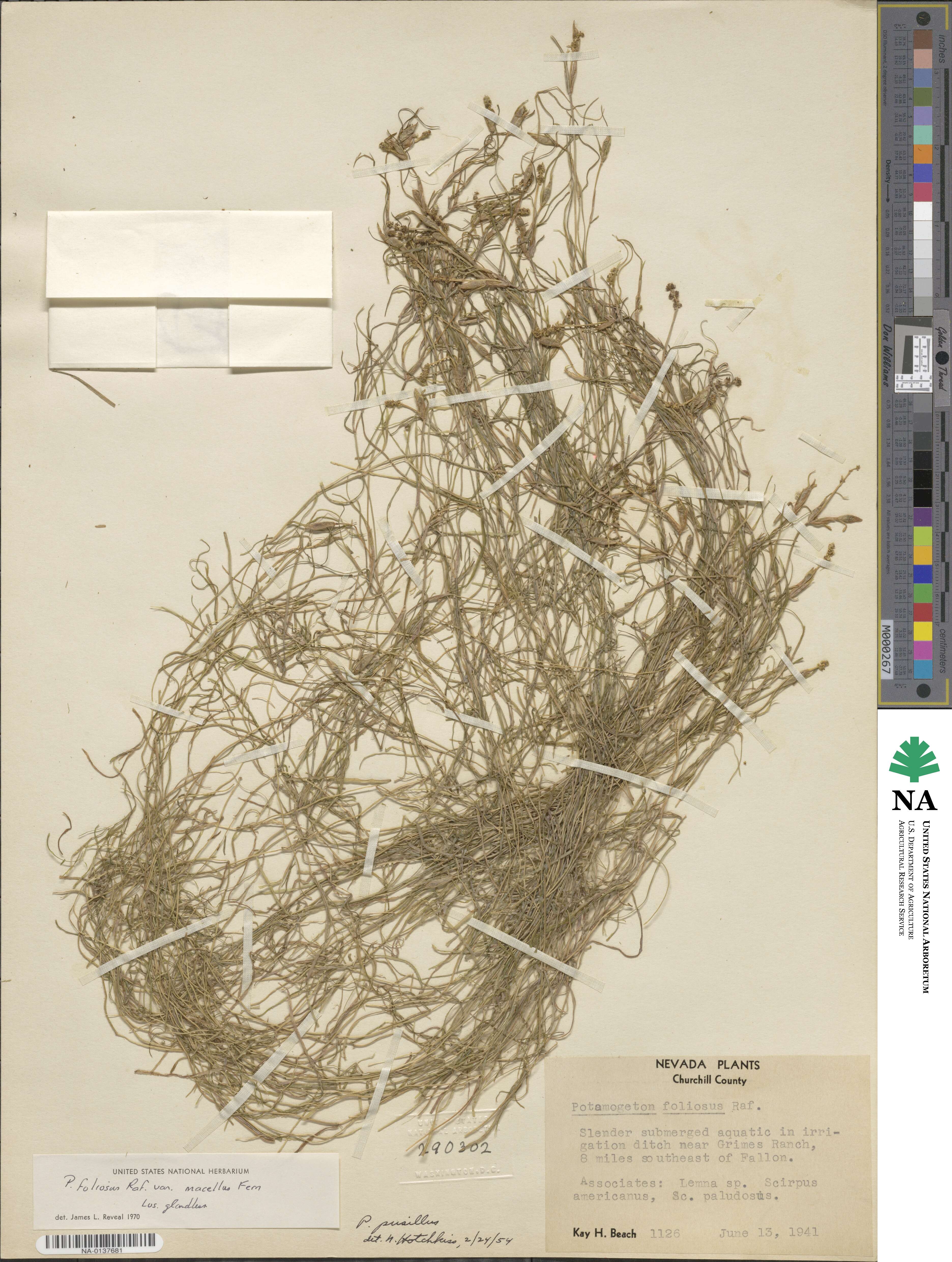 Potamogeton foliosus image