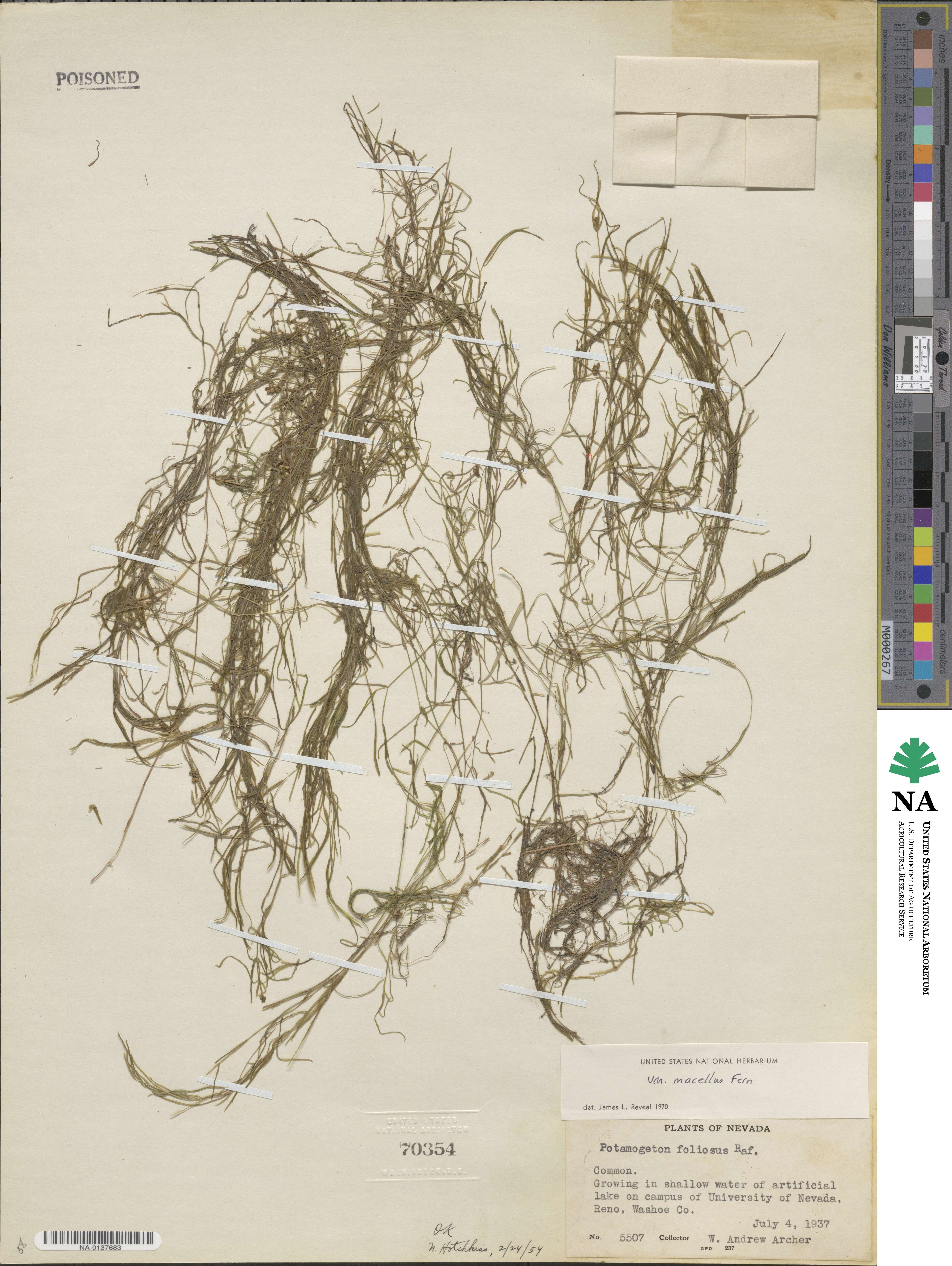 Potamogeton foliosus subsp. foliosus image