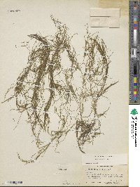 Potamogeton foliosus subsp. foliosus image