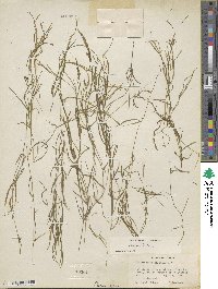 Potamogeton foliosus subsp. foliosus image