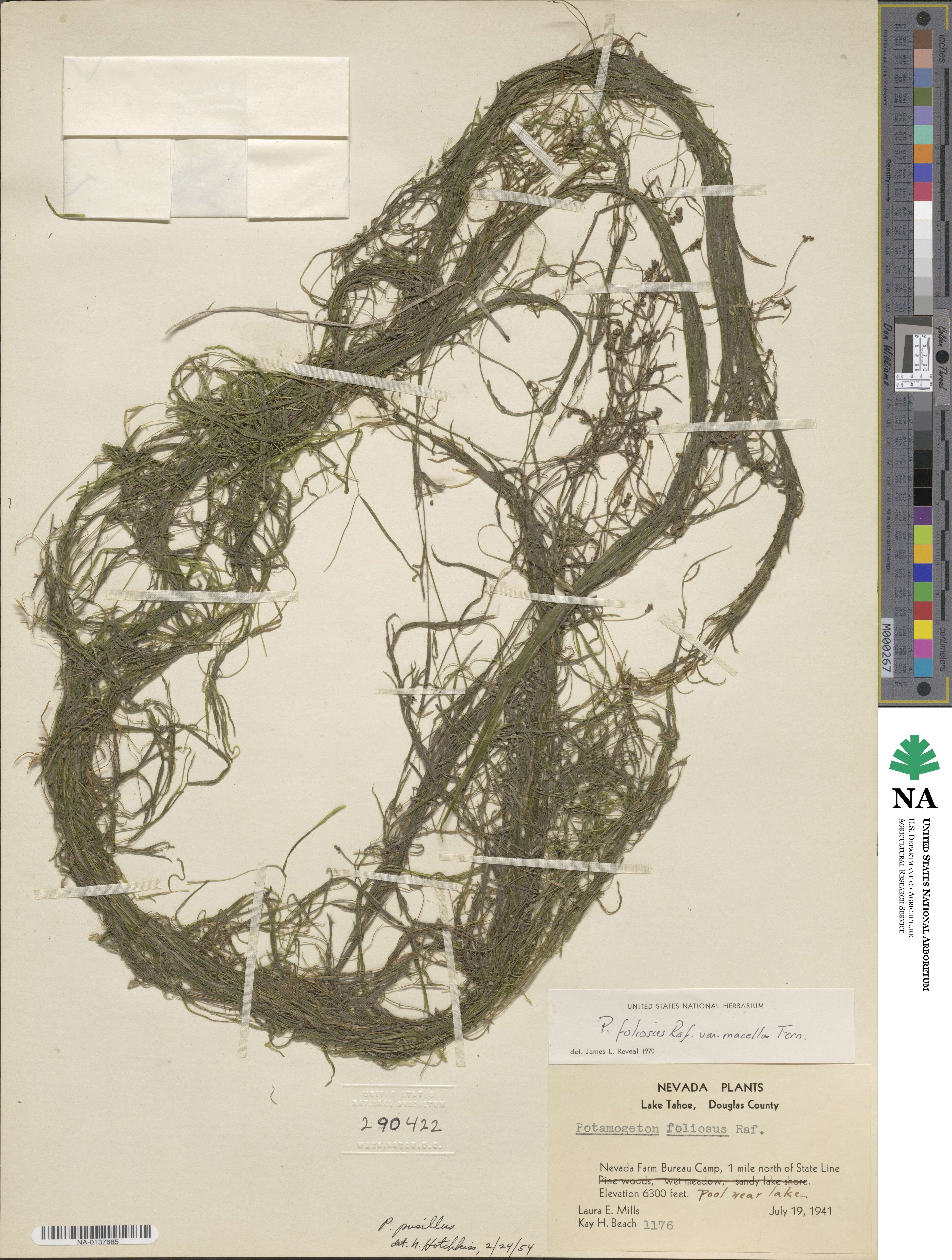 Potamogeton foliosus image