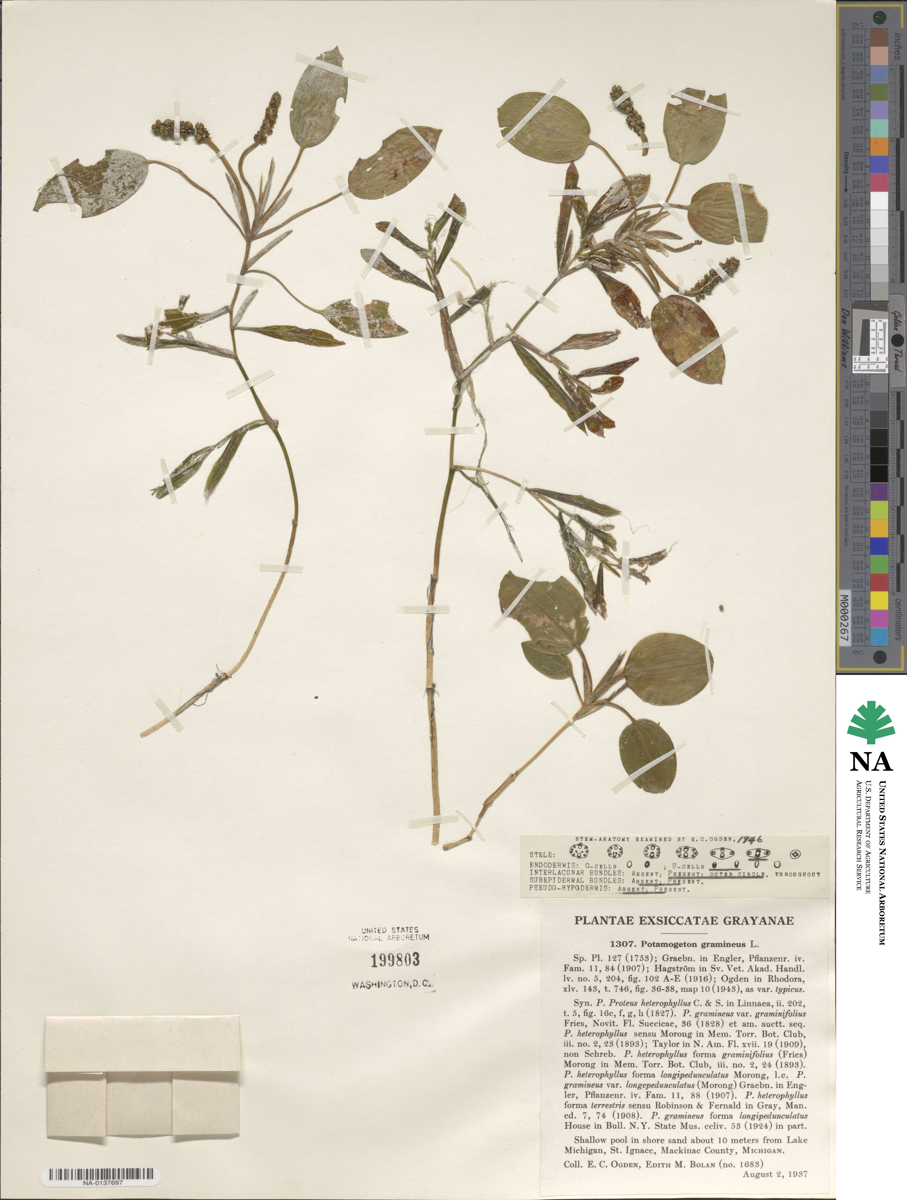 Potamogeton gramineus image
