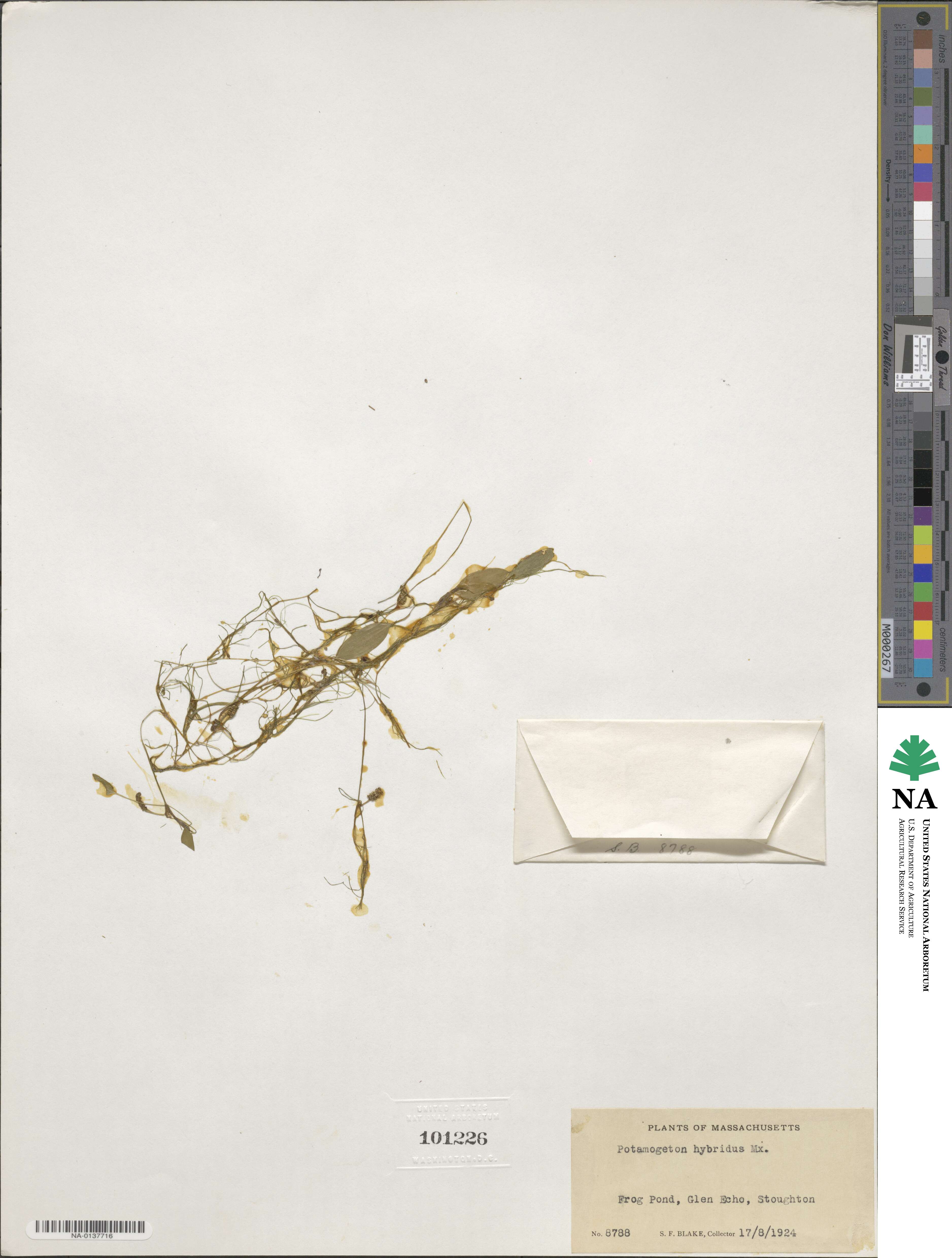 Potamogeton diversifolius image