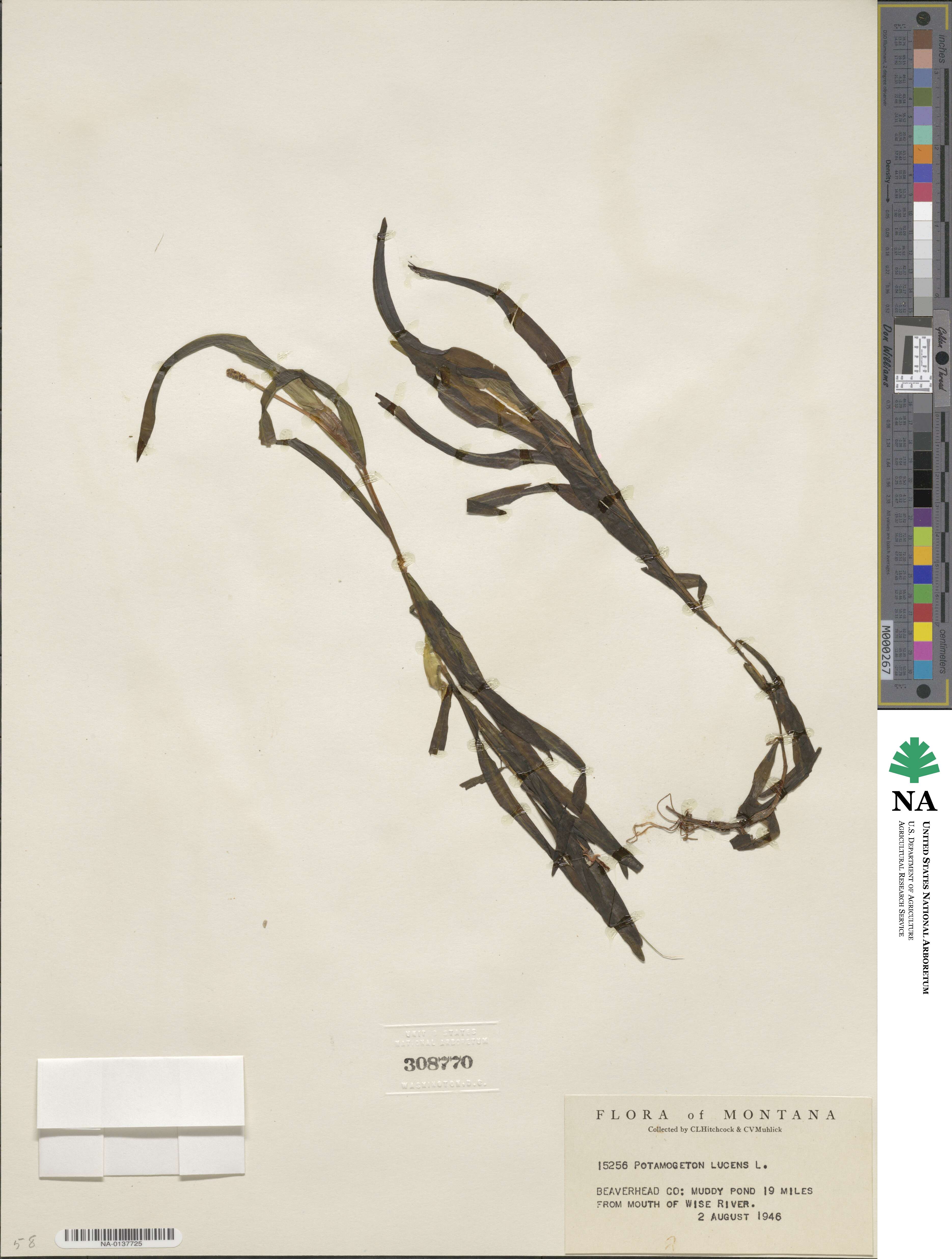 Potamogeton illinoensis image