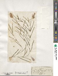 Potamogeton foliosus subsp. foliosus image