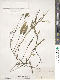 Potamogeton nodosus image