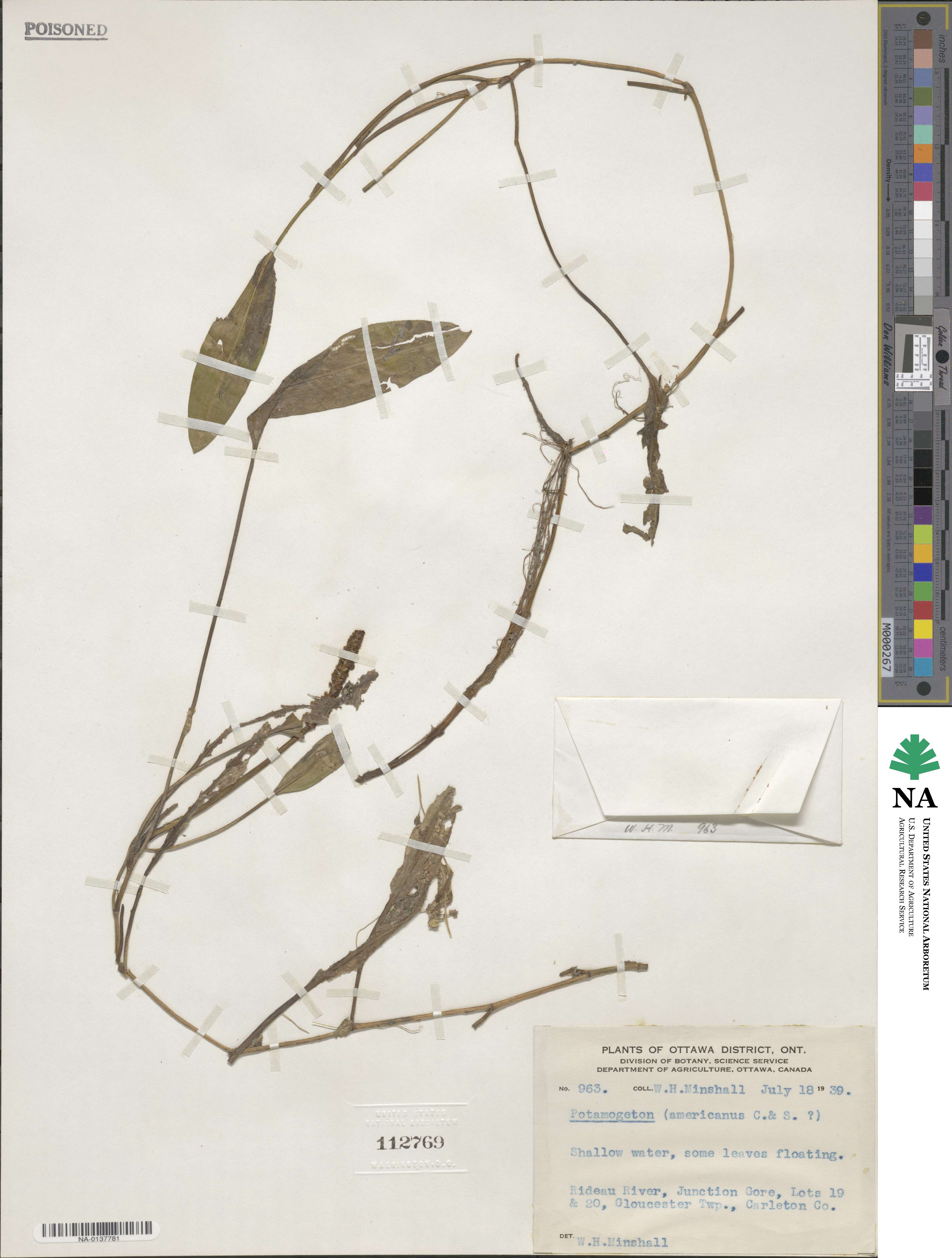 Potamogeton nodosus image