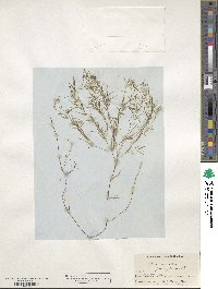 Potamogeton pauciflorus image