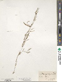 Potamogeton pauciflorus image