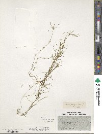 Potamogeton pauciflorus image