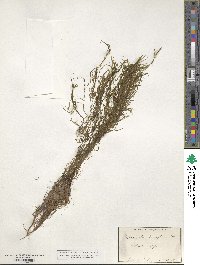 Potamogeton pauciflorus image