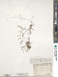 Potamogeton pauciflorus image