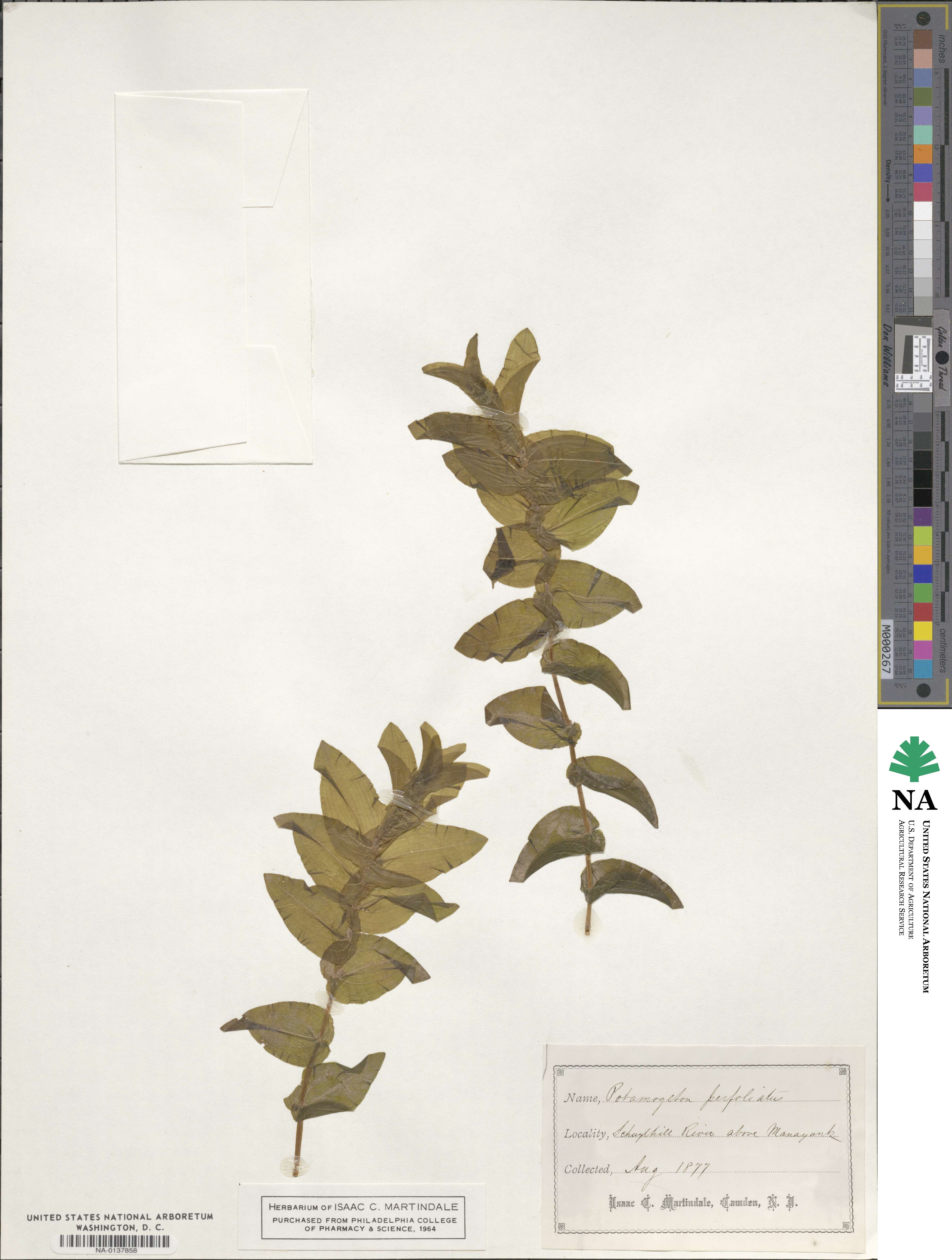 Potamogeton perfoliatus image