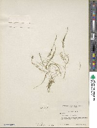 Potamogeton alpinus subsp. alpinus image