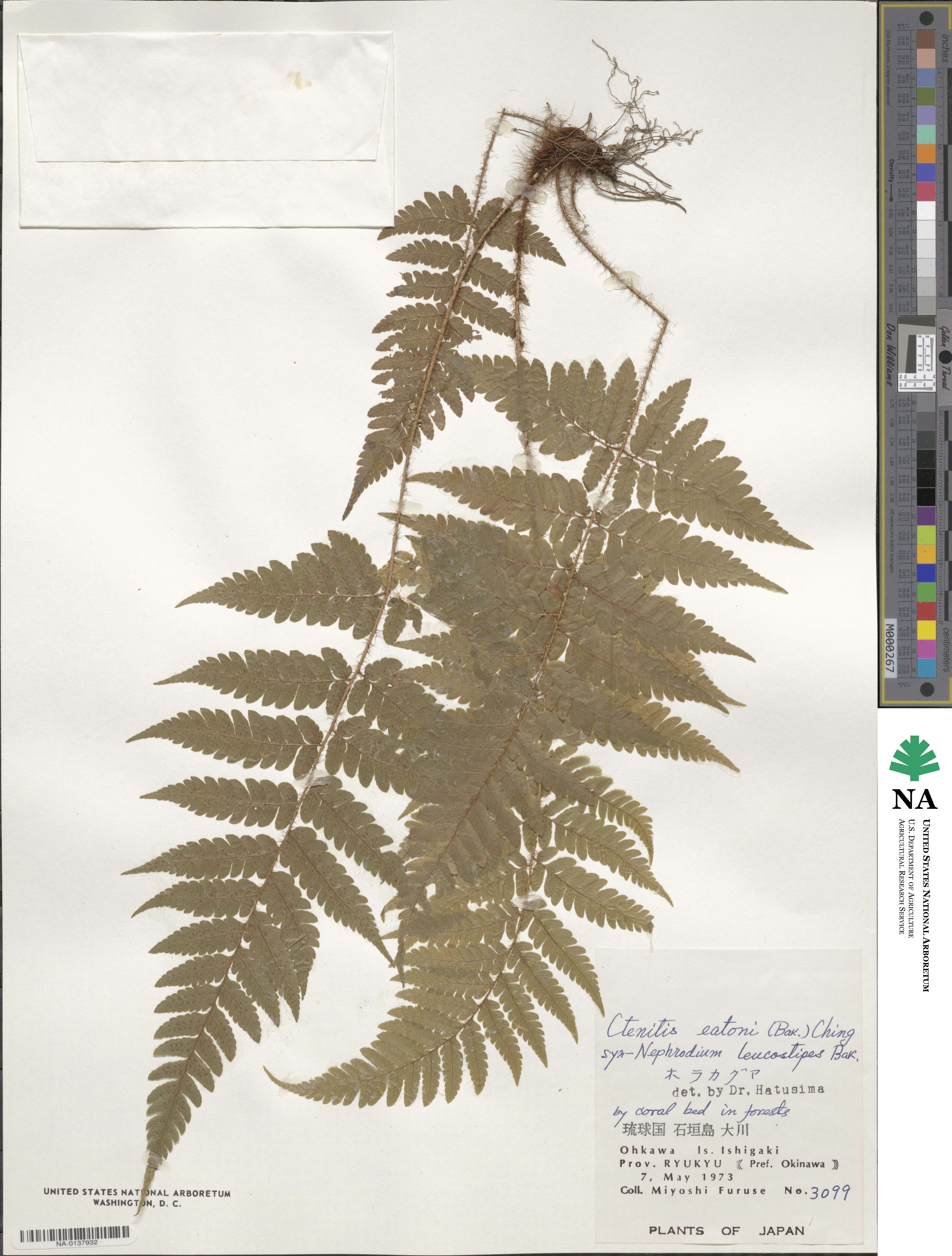 Ctenitis eatonii image