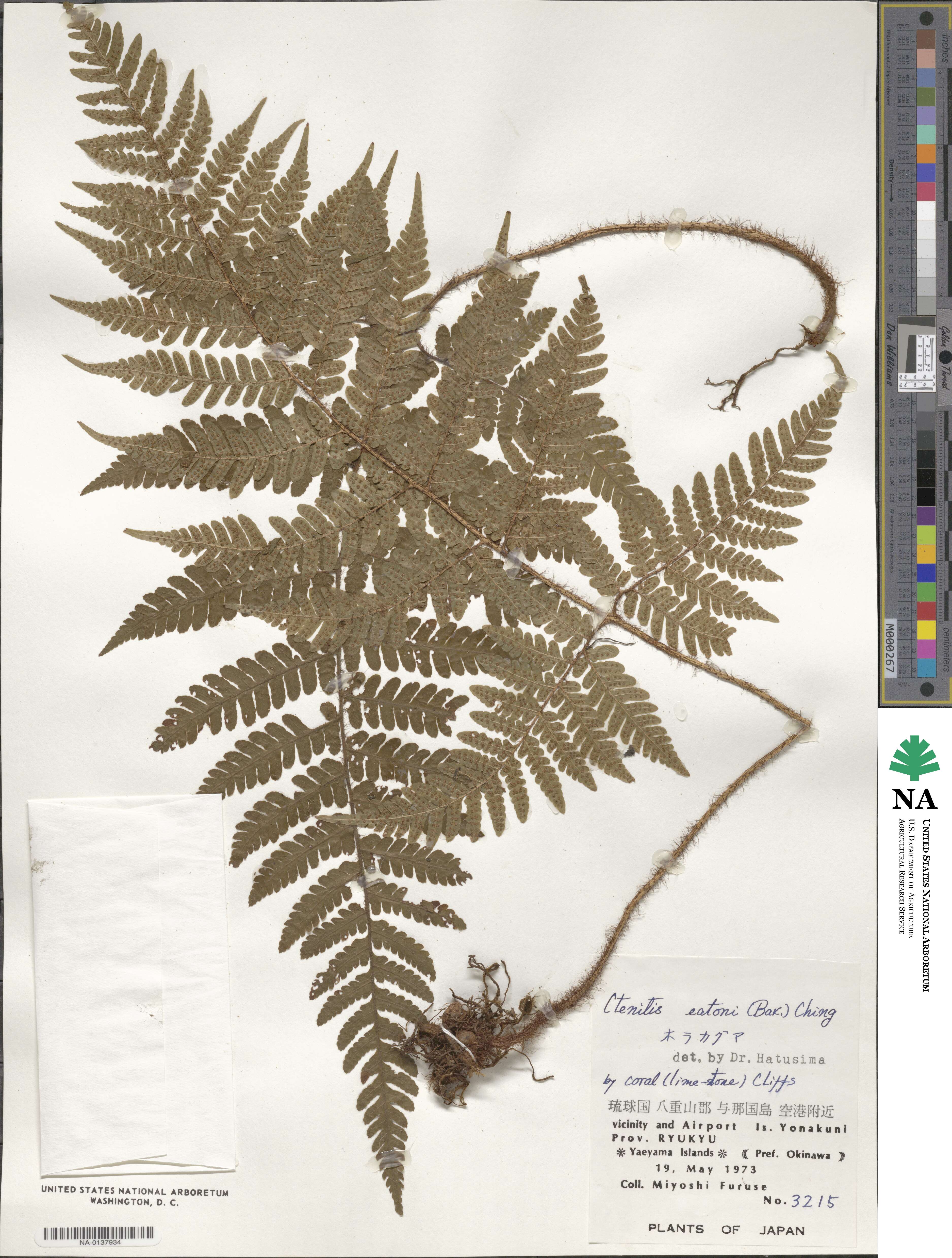Ctenitis eatonii image