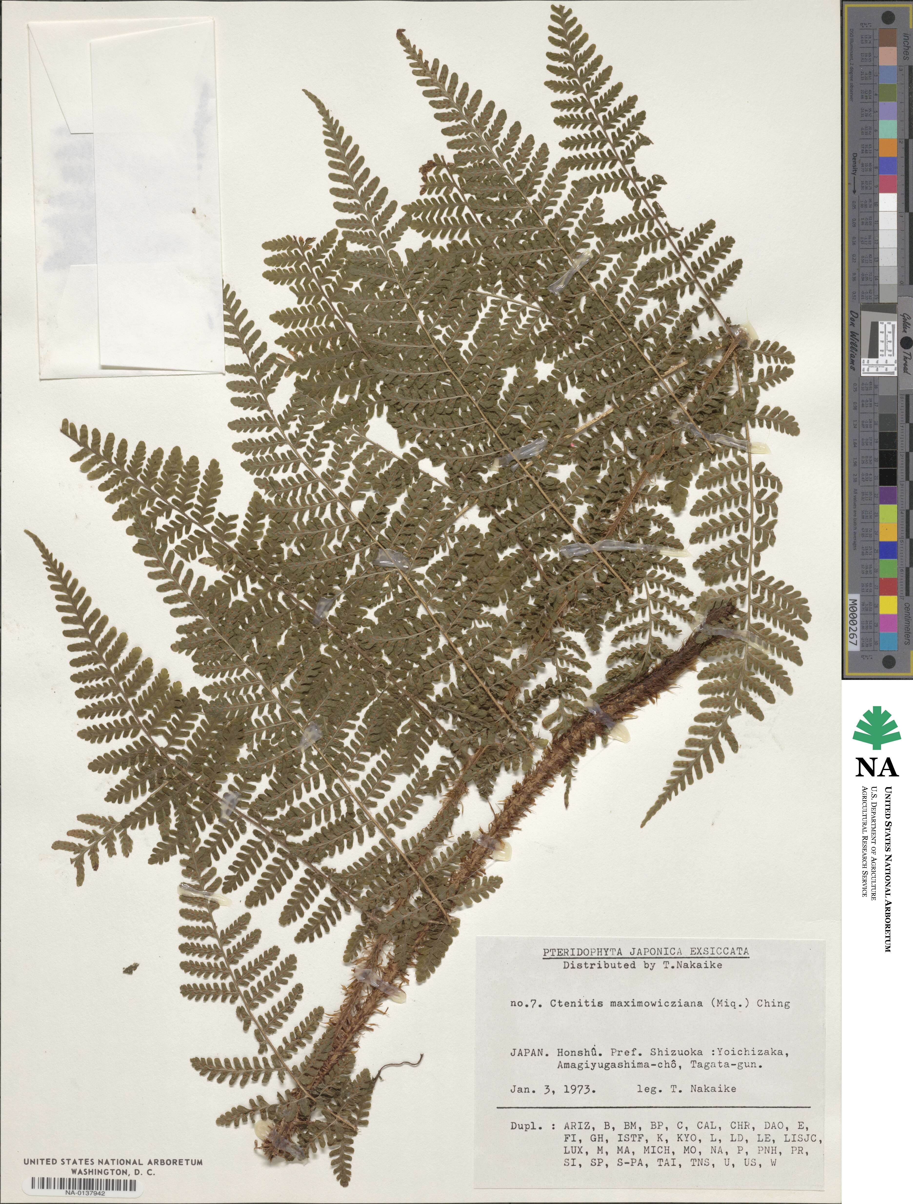 Dryopteris maximowicziana image