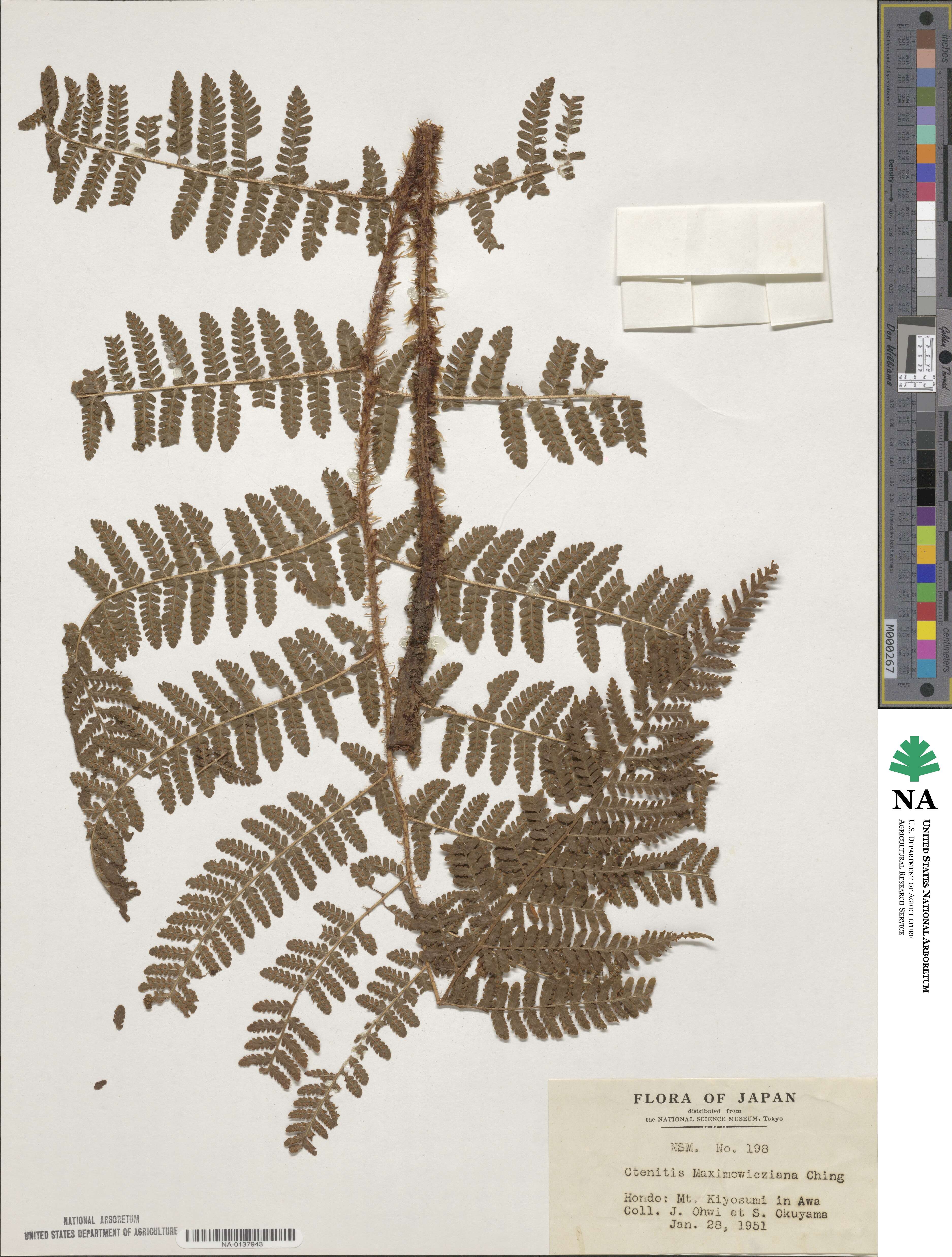 Dryopteris maximowicziana image