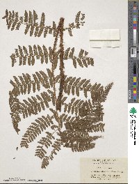 Dryopteris maximowicziana image