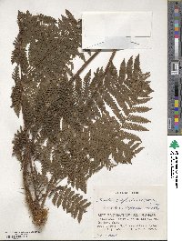 Ctenitis subglandulosa image