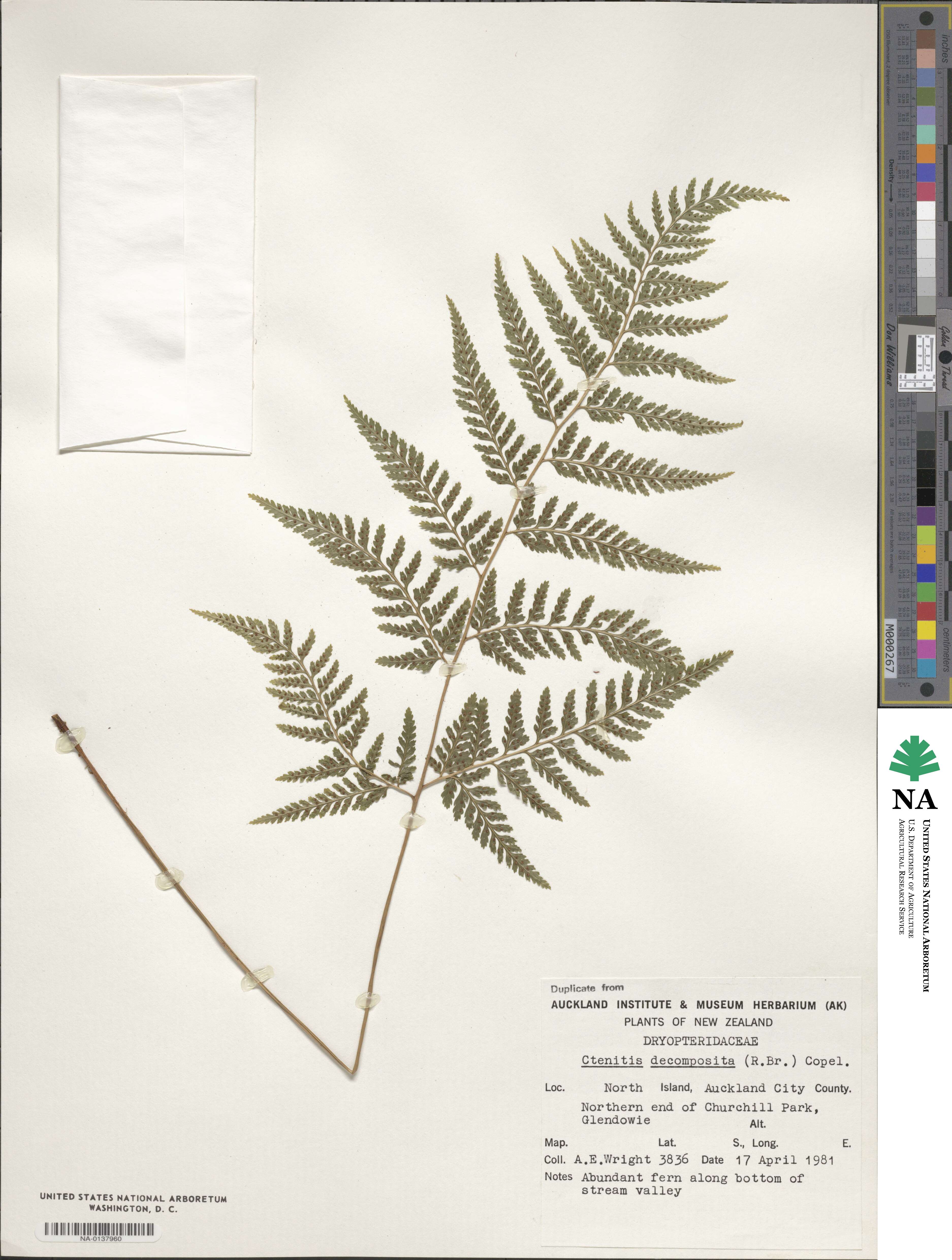 Lastreopsis decomposita image