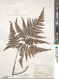 Image of Lastreopsis velutina