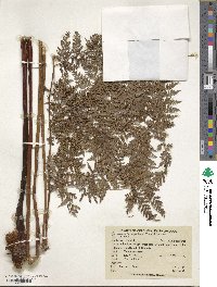 Culcita coniifolia image