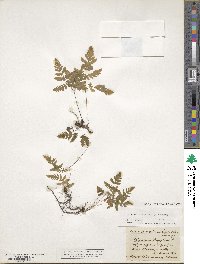 Gymnocarpium dryopteris image