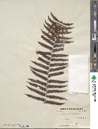 Gymnosphaera gigantea image