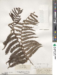 Gymnosphaera gigantea image