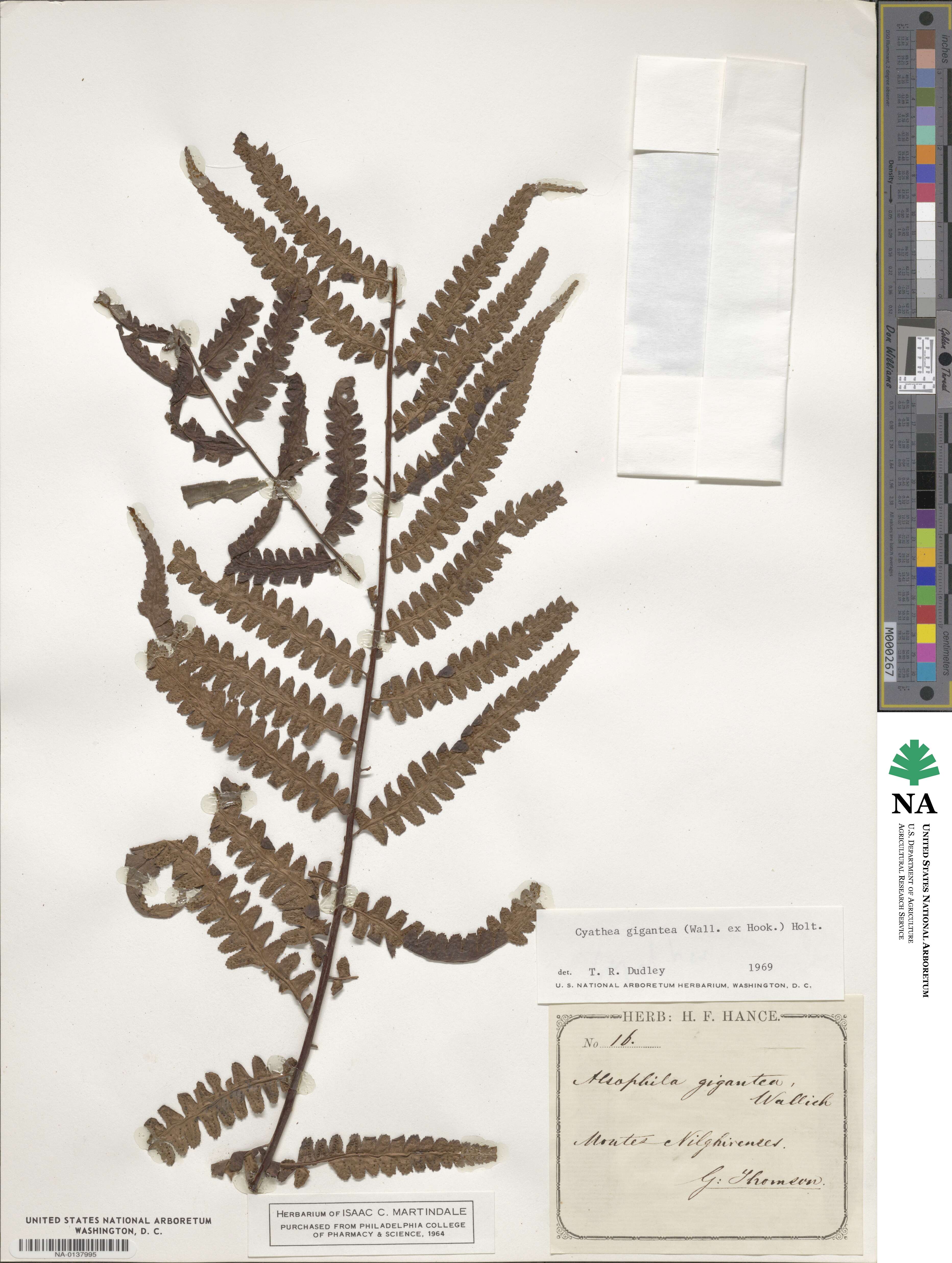 Gymnosphaera gigantea image