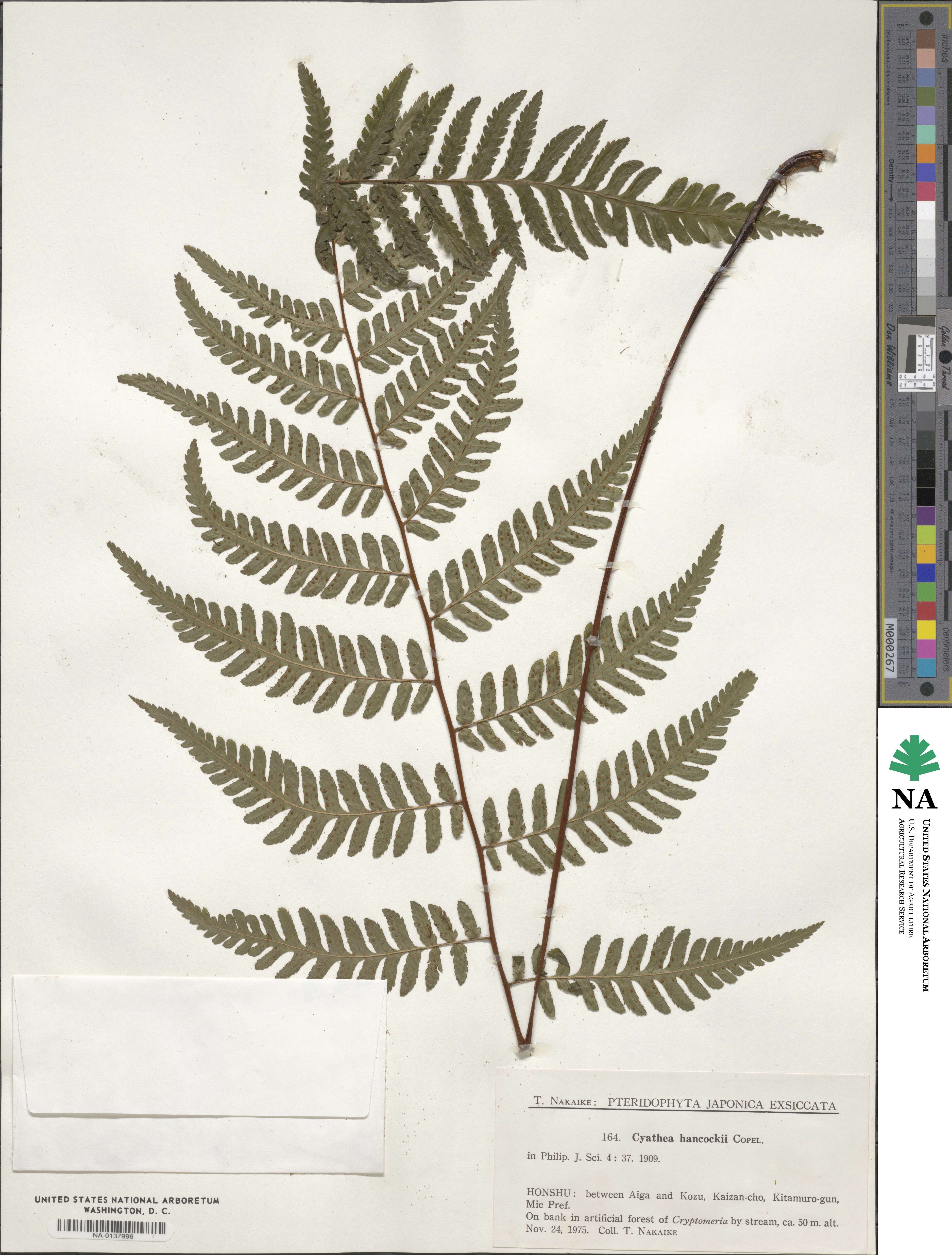 Gymnosphaera denticulata image