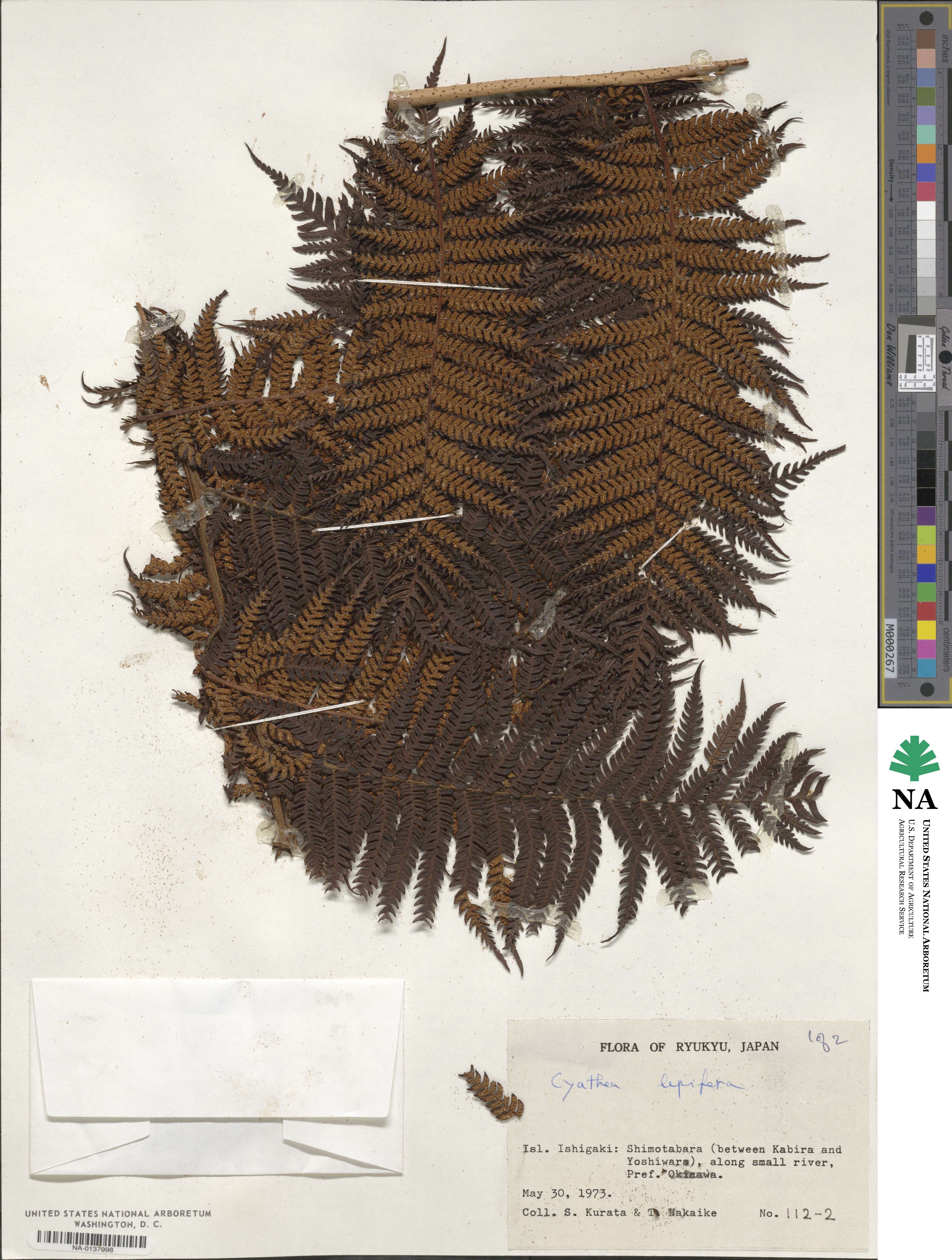 Alsophila lepifera image