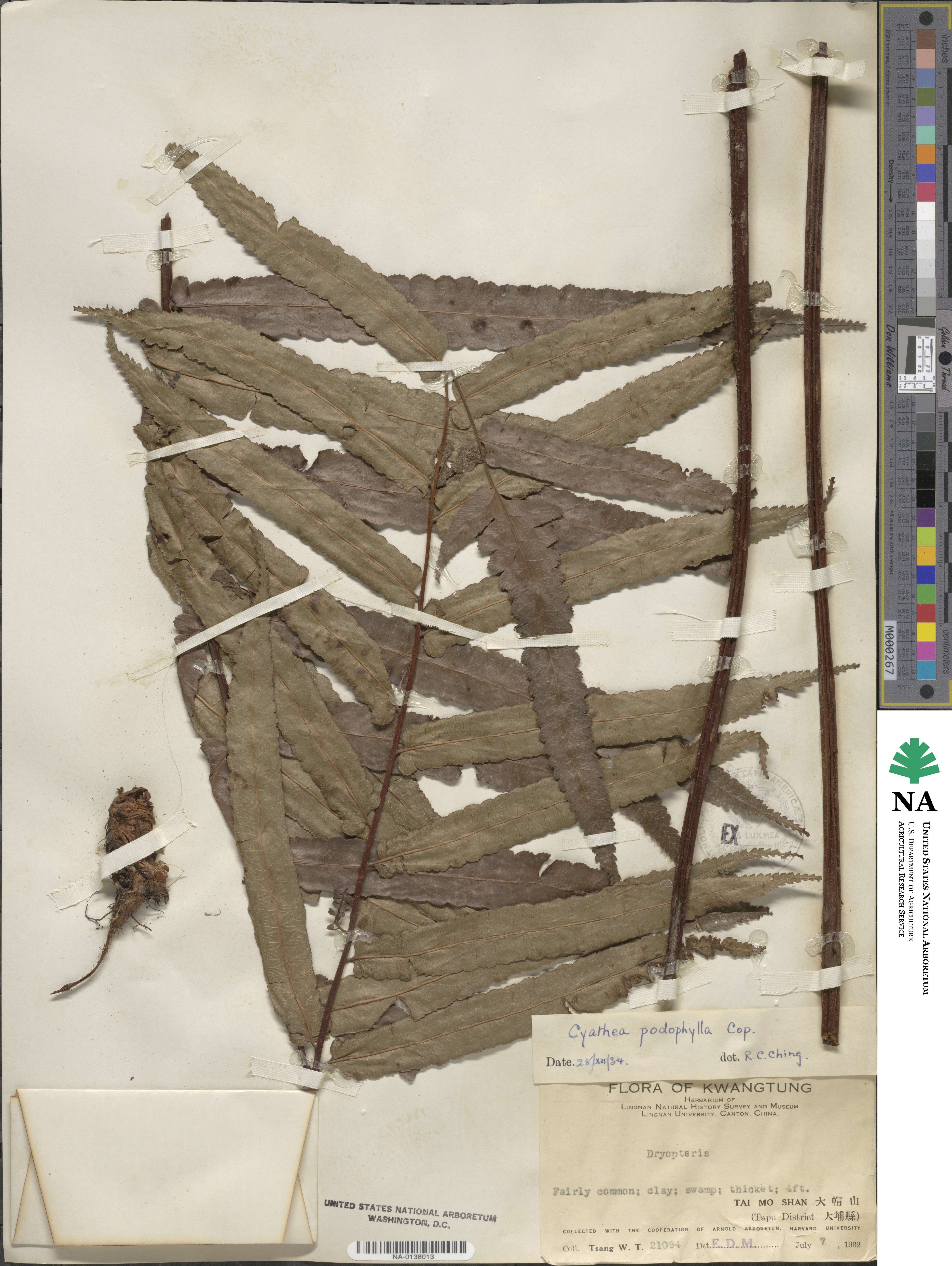 Gymnosphaera podophylla image