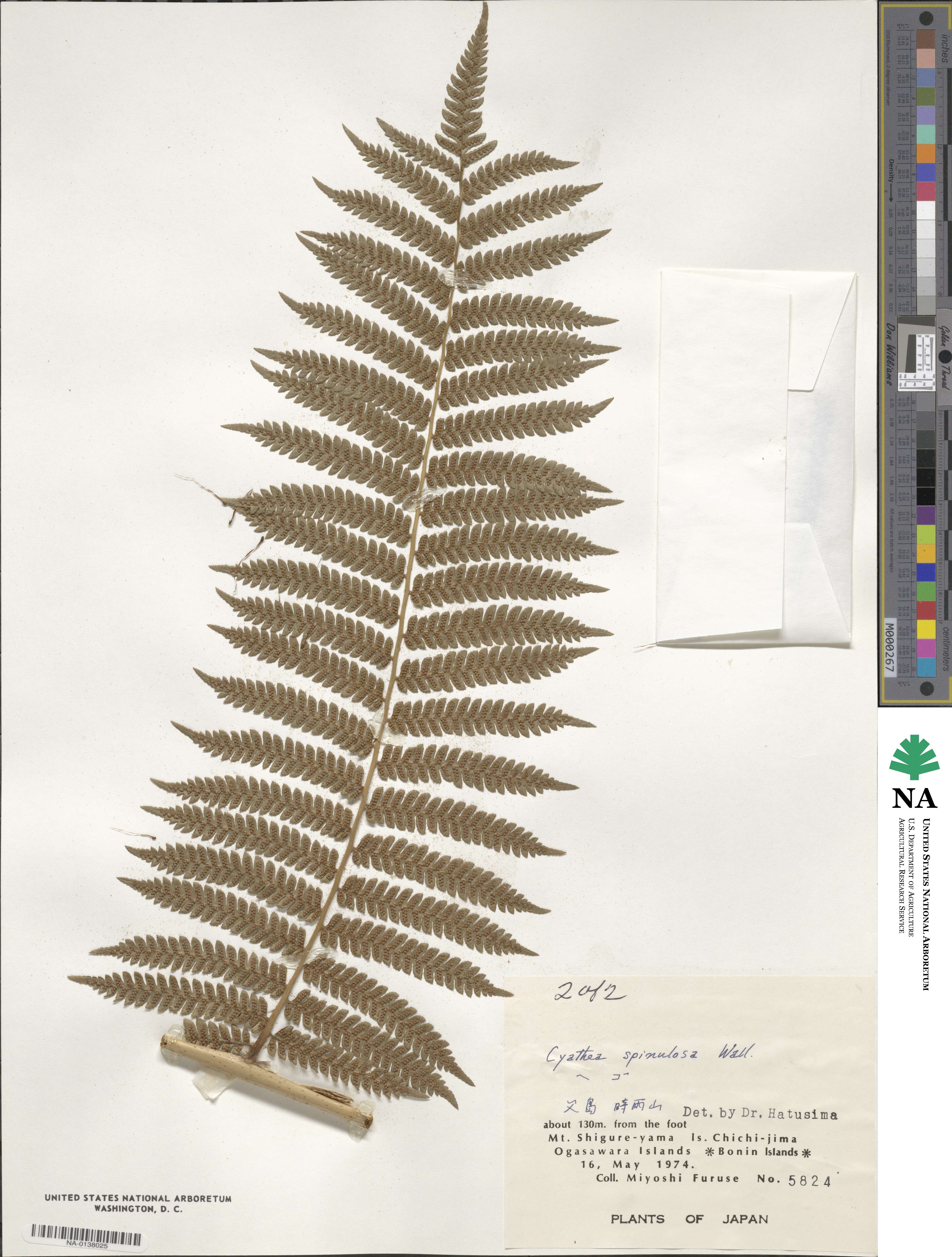 Alsophila spinulosa image