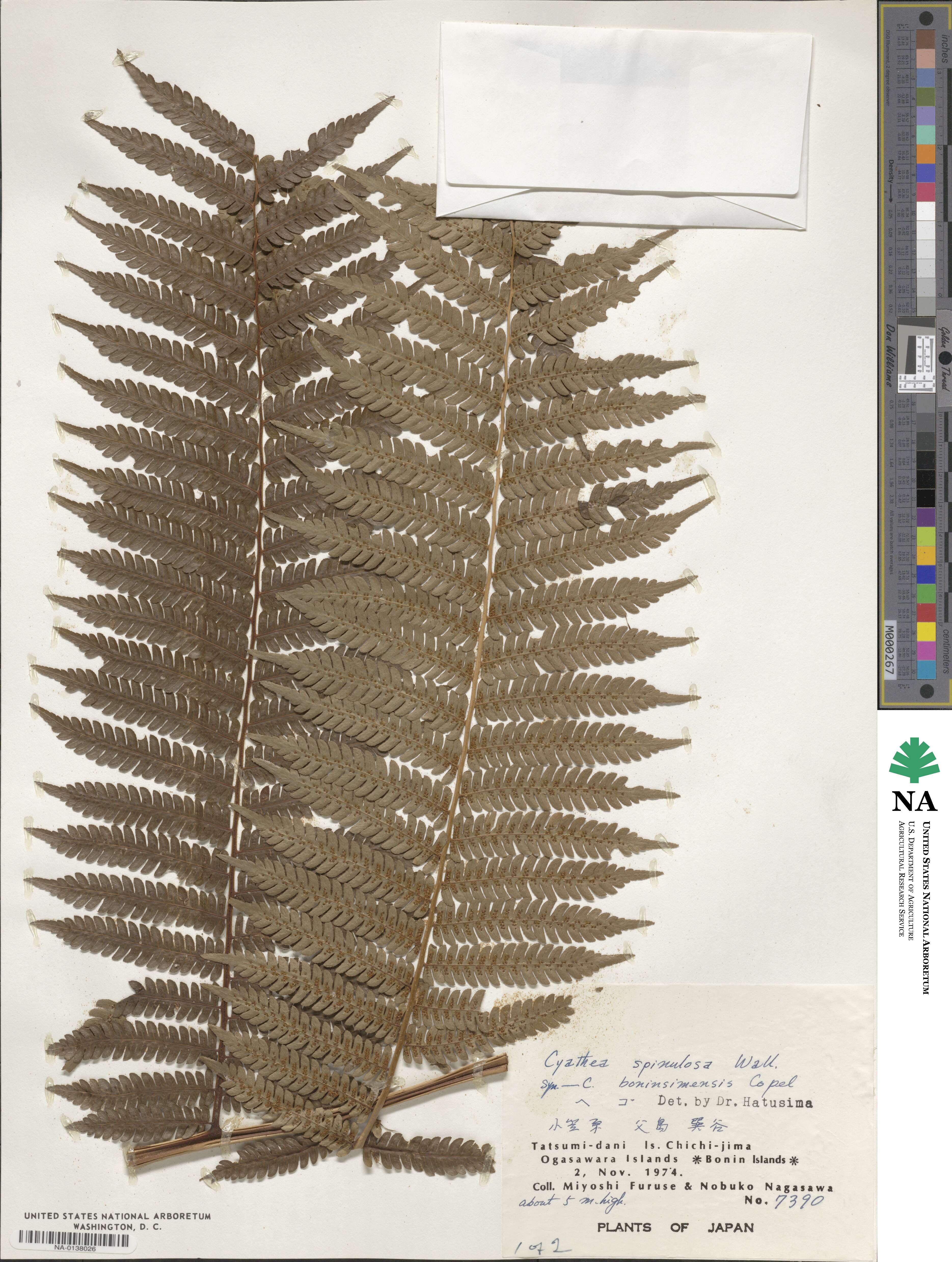Alsophila spinulosa image