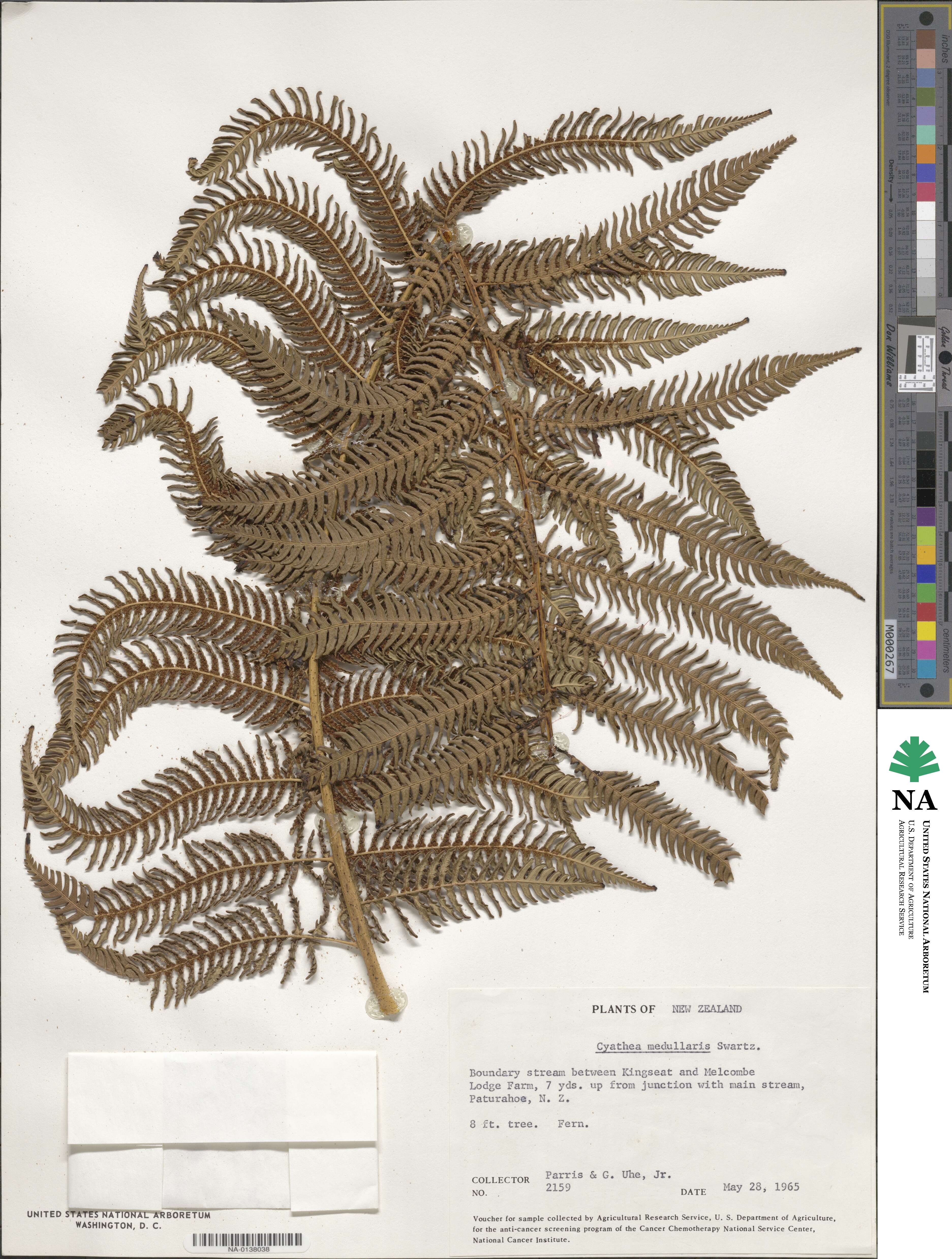 Sphaeropteris medullaris image