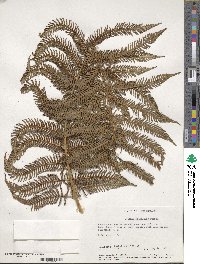 Sphaeropteris medullaris image