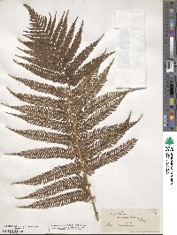 Sphaeropteris medullaris image