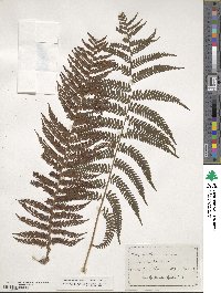 Sphaeropteris medullaris image
