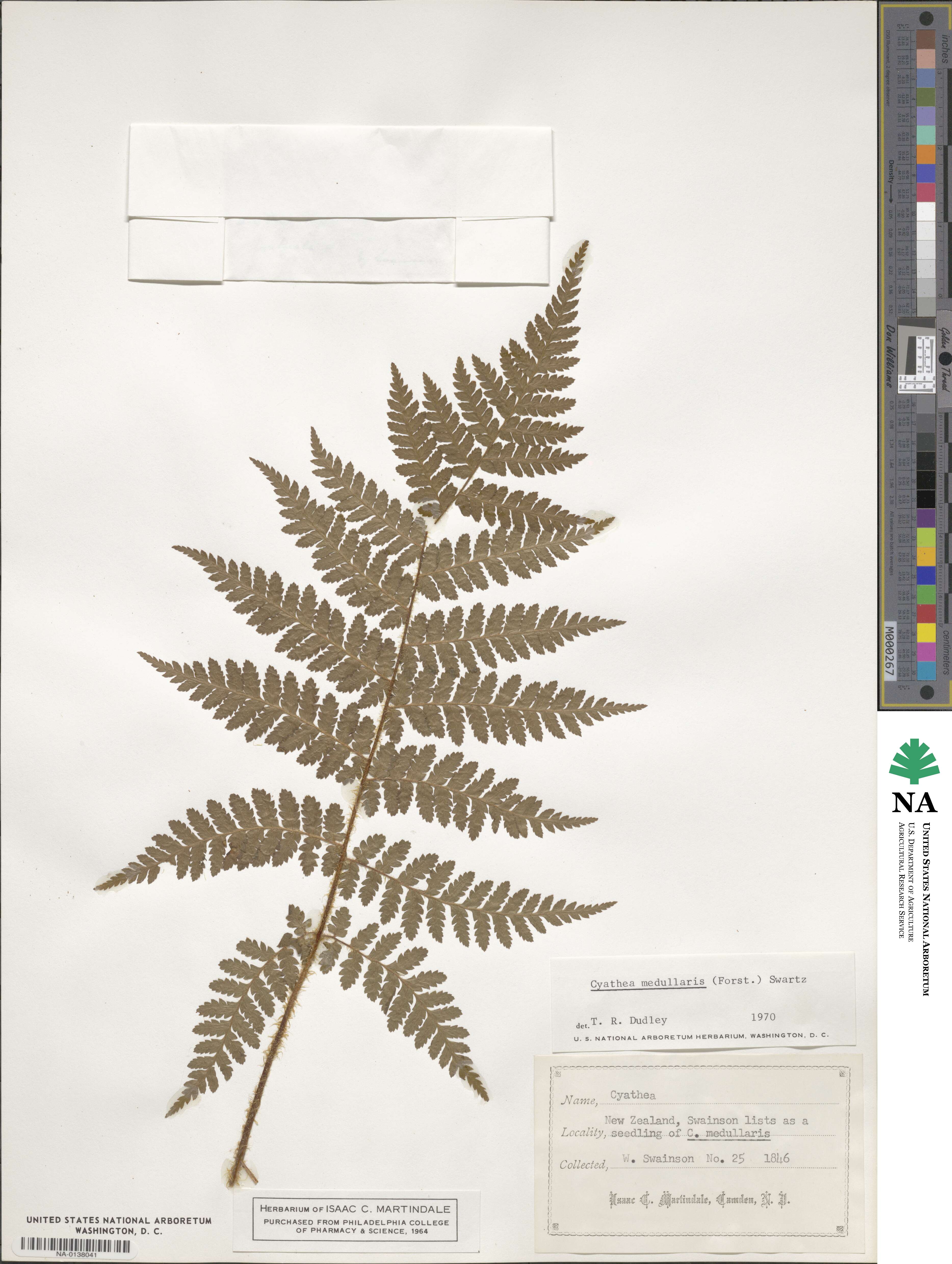 Sphaeropteris medullaris image