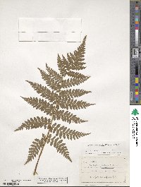 Sphaeropteris medullaris image