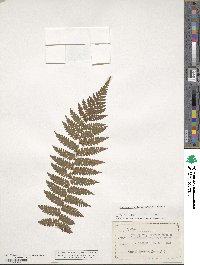 Sphaeropteris medullaris image