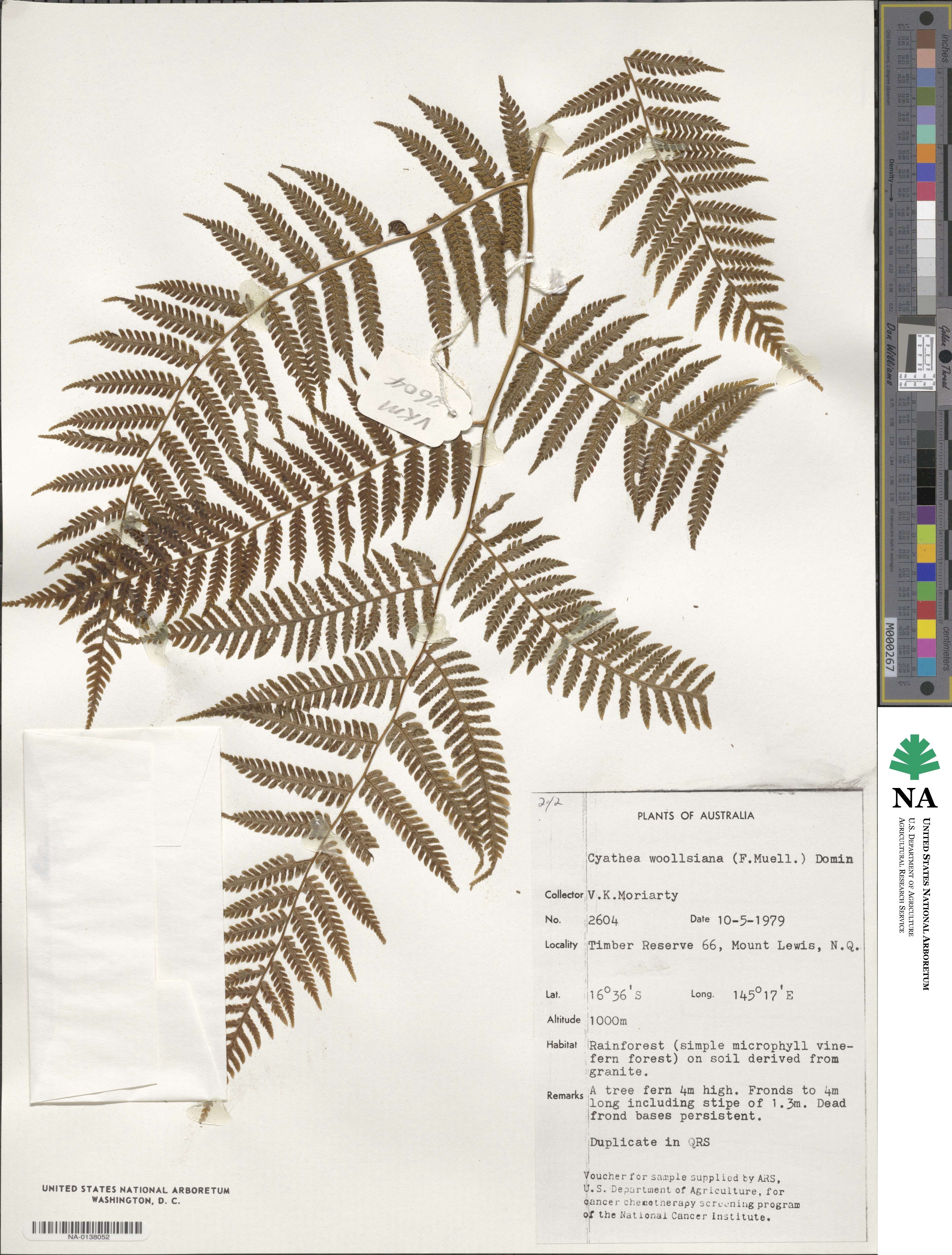 Cyatheaceae image